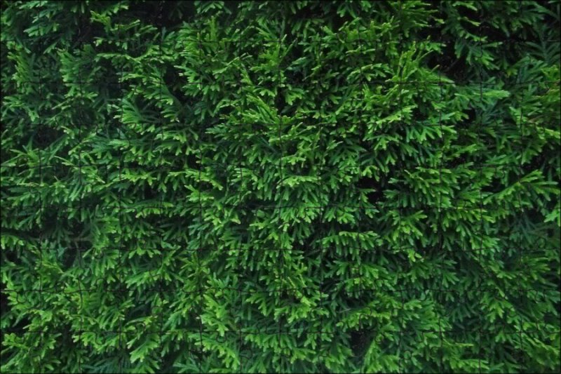 Туя Брабант