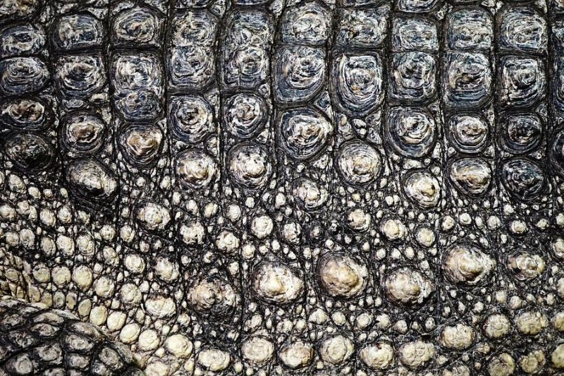 Чешуя крокодила