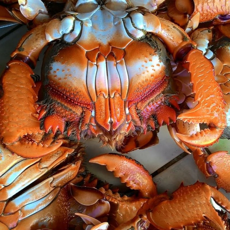 Панцирь краба