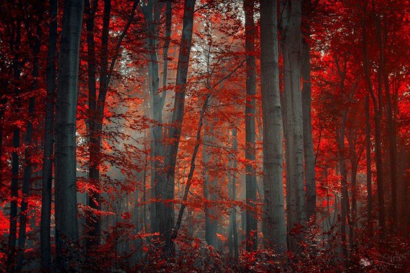 Текстура леса