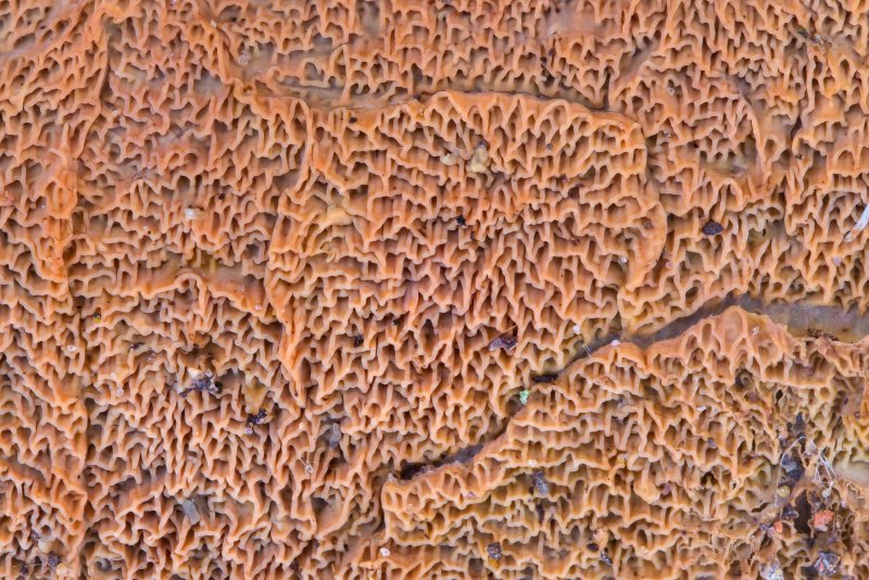 Фактура гриба