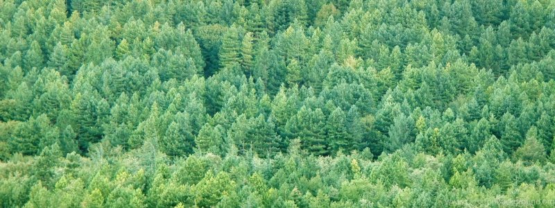 Лес сверху
