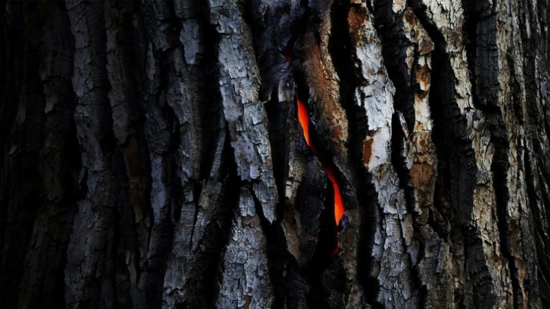 Обугленное дерево