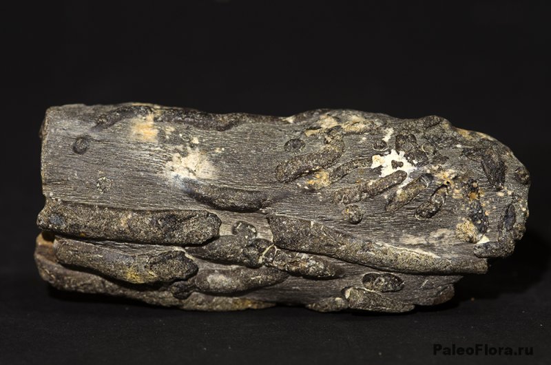 Фосфорит минерал камень