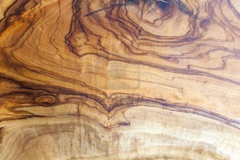 Олива европейская срез