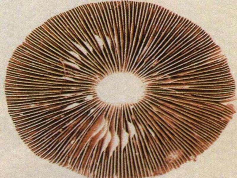 Пластинчатый гименофор