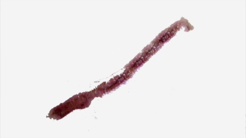 Порезы для фотошопа на прозрачном фоне