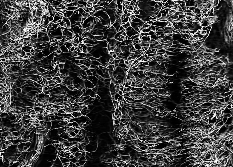 Органическая текстура