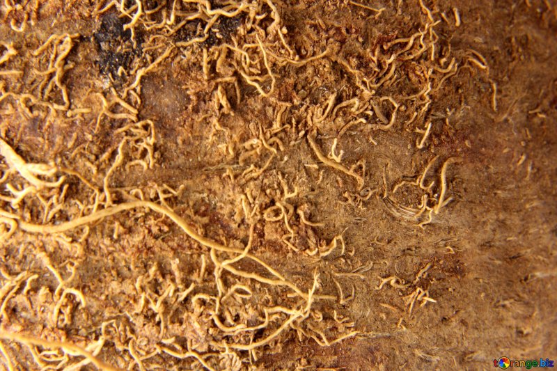 Кокос текстура бесшовная