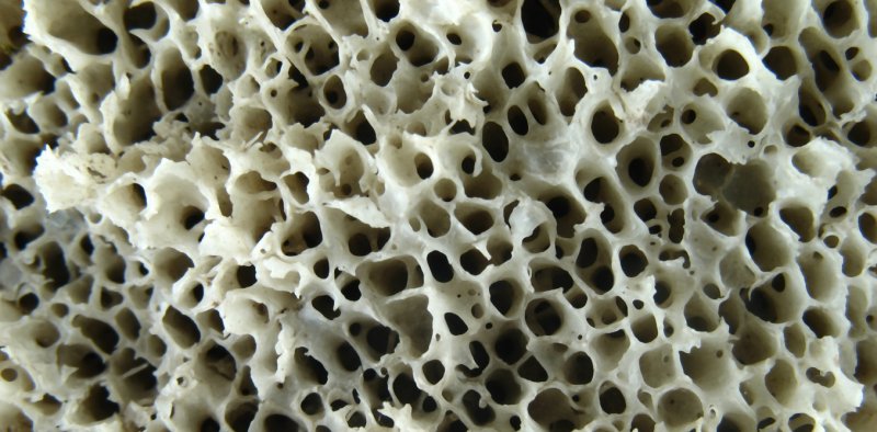 Губчатая ткань кости