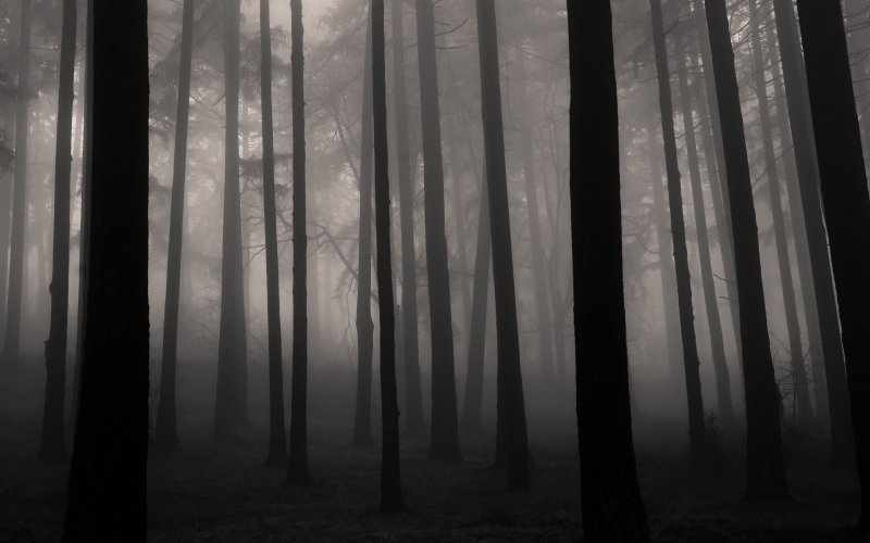 Дарк Форест густой лес