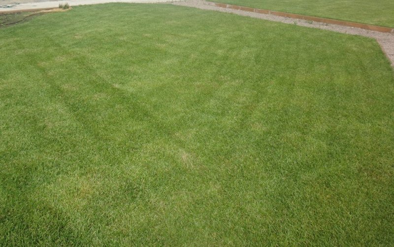 Газон текстура