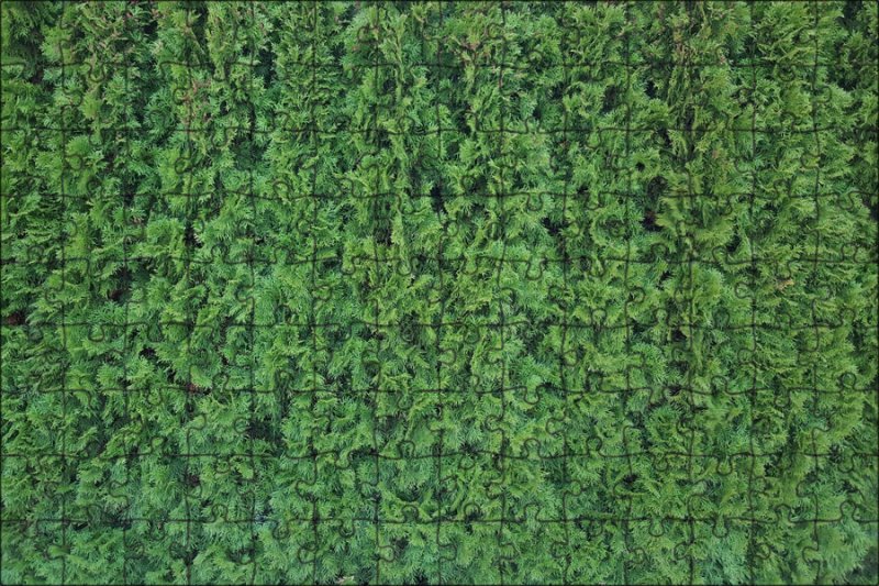 Туя Брабант изгородь