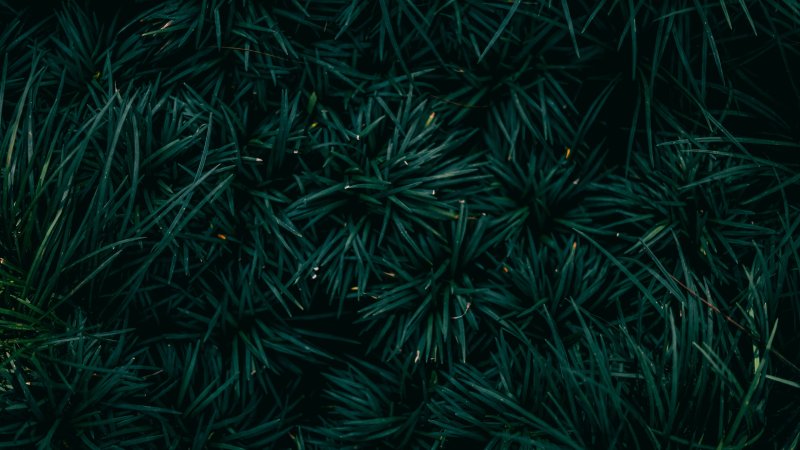 Хвоя текстура