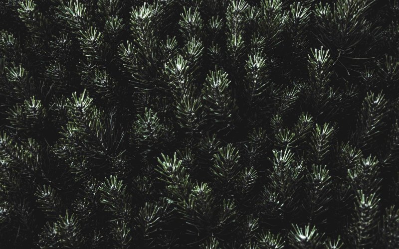 Хвоя текстура