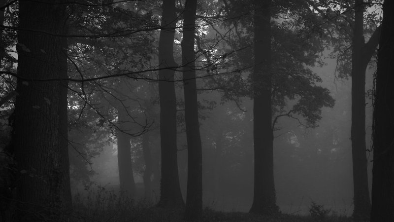 Мрачный лес