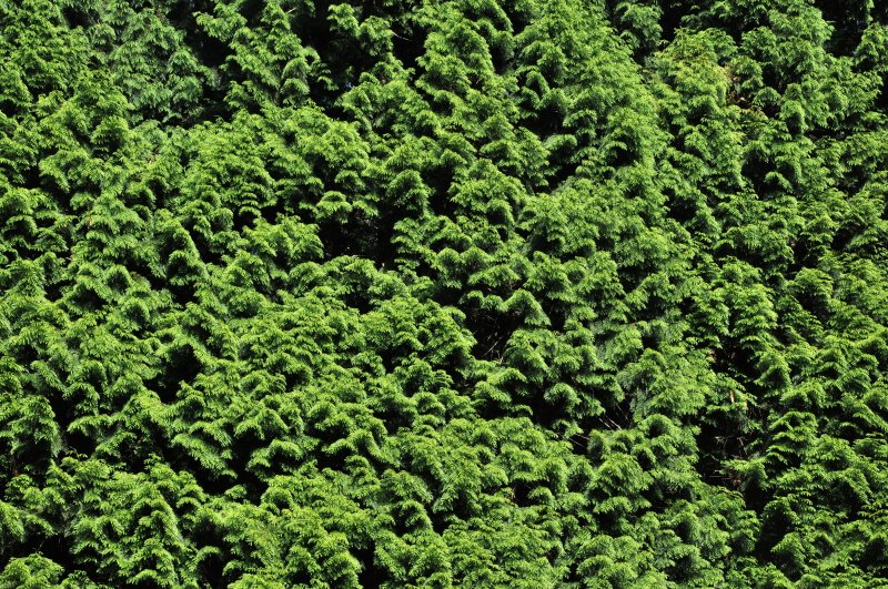 Еловый лес сверху