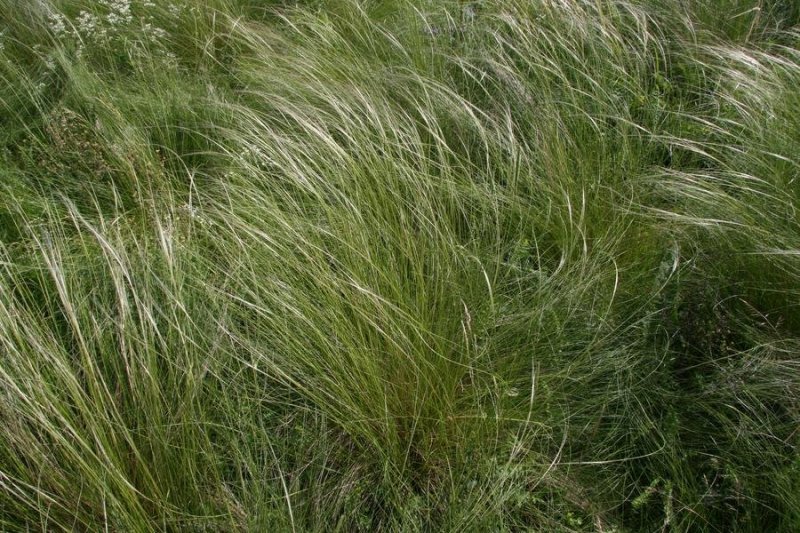 Ковыль узколистный