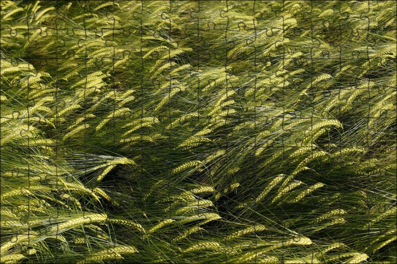 Злаки вид сверху