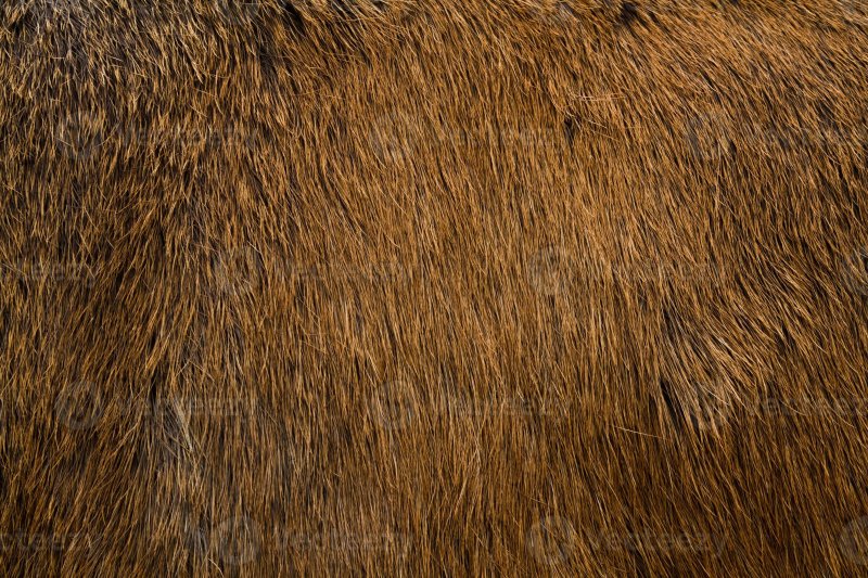 Шерсть кабана