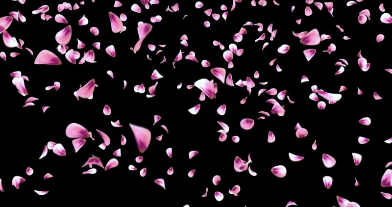 Лепесток Сакуры