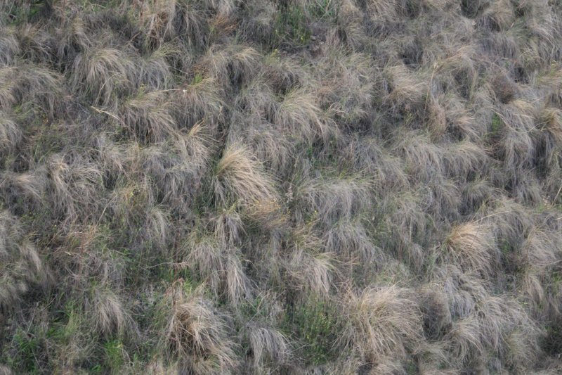 Сухая трава