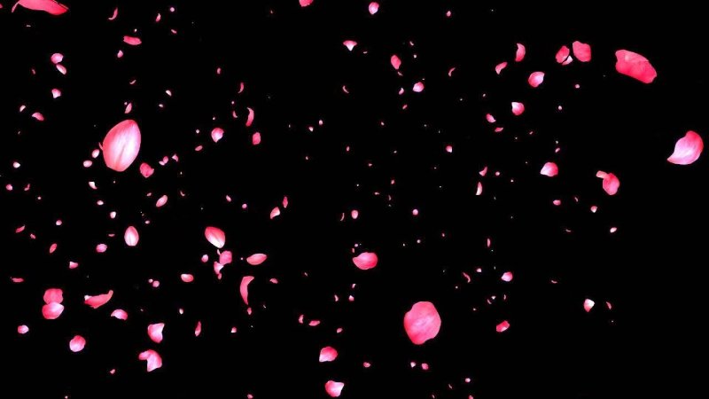 Лепестки Сакуры Геншин