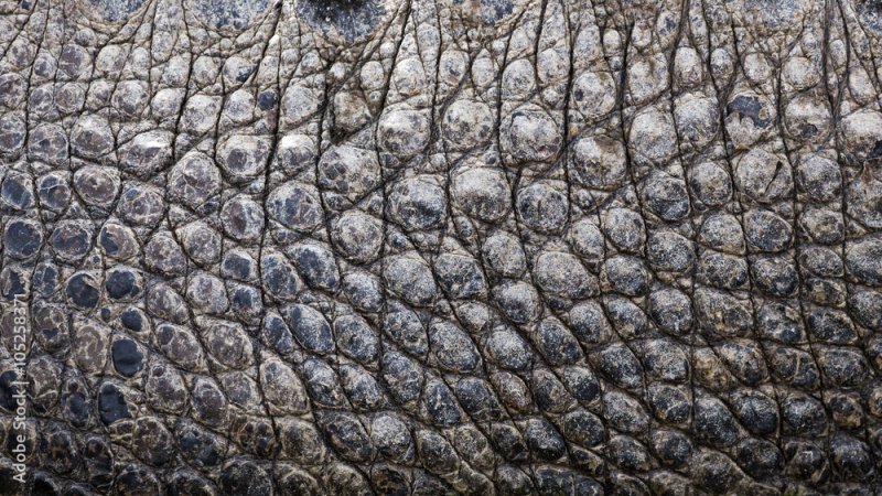 Кожа аллигатора