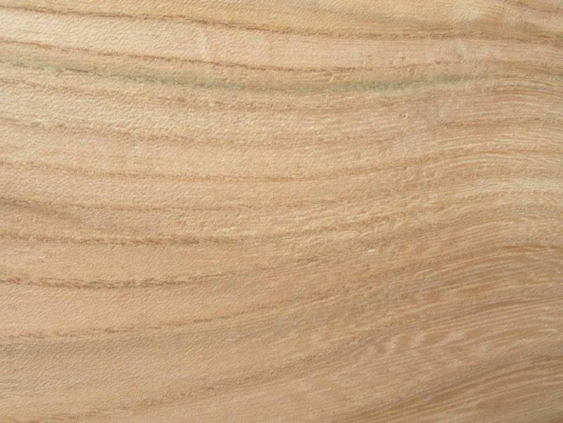 Вяз текстура древесины