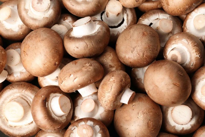 Шампиньон двуспоровый (Agaricus bisporus)
