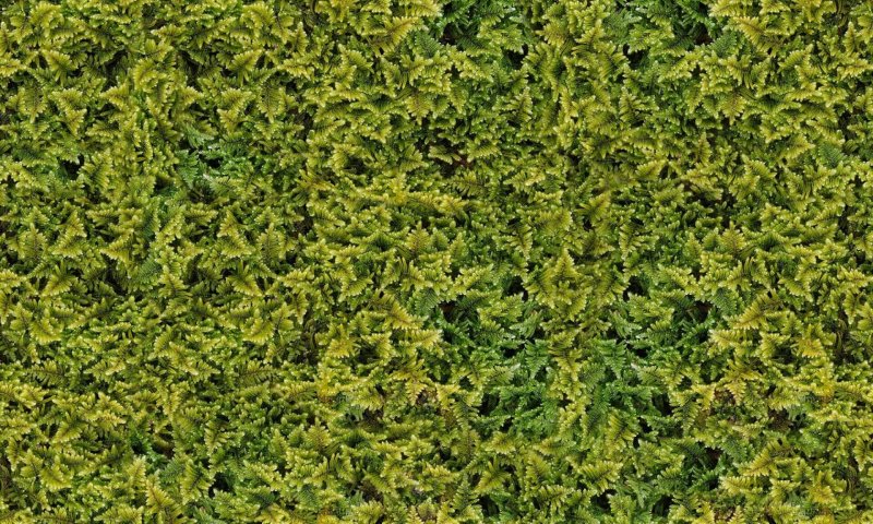 Мох текстура