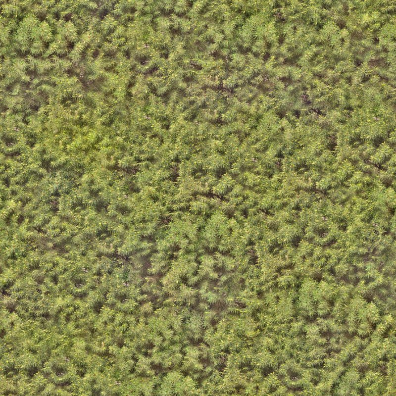 Мох текстура