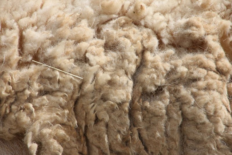 Овечья шерсть