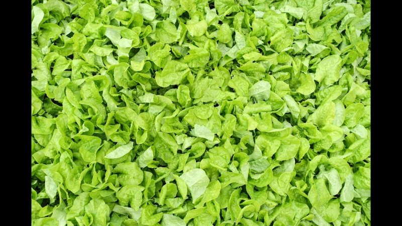 Лист салата текстура