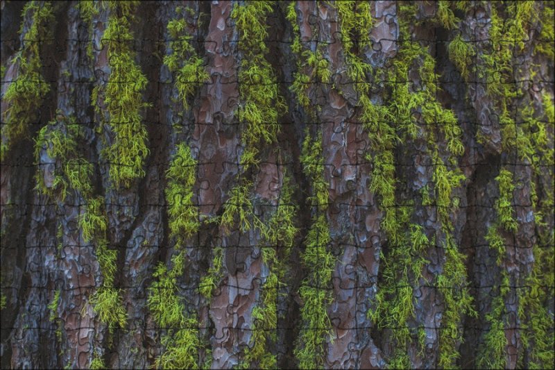 Кора со мхом