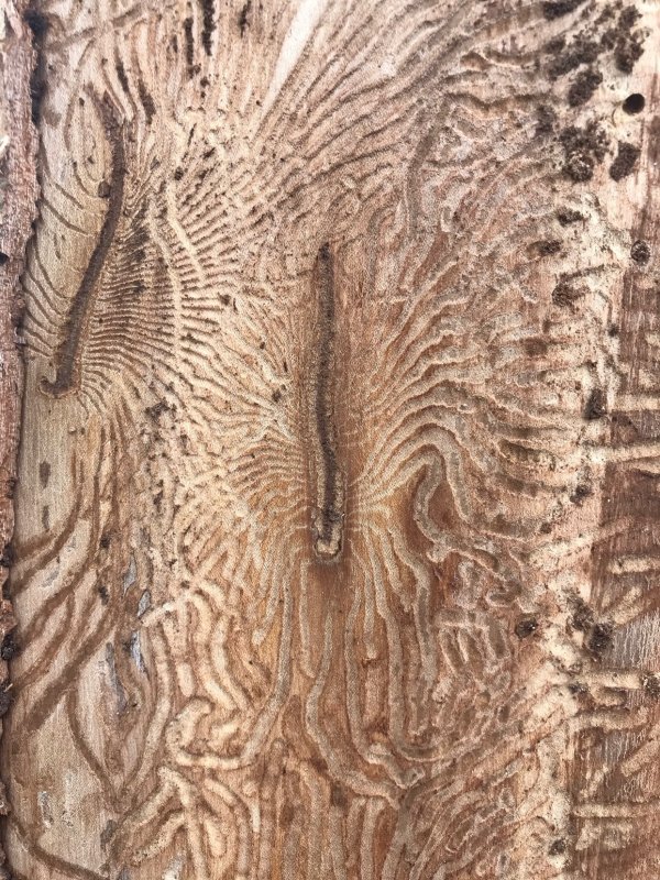 Карагач структура