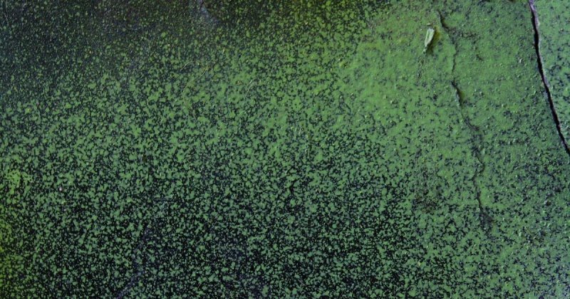 Текстура распыления