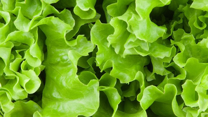 Салат листовой Джейд