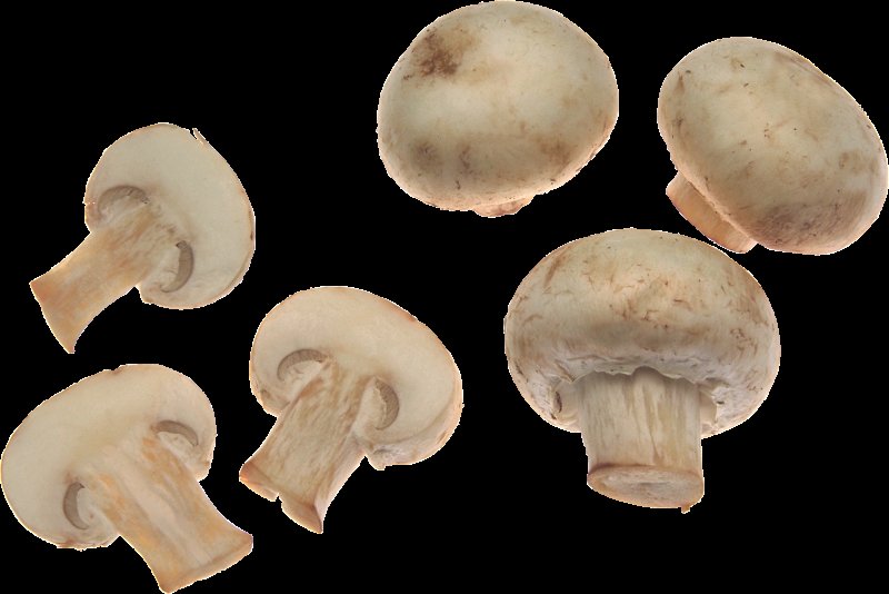 Шампиньон Таблитчатый (Agaricus tabularis)