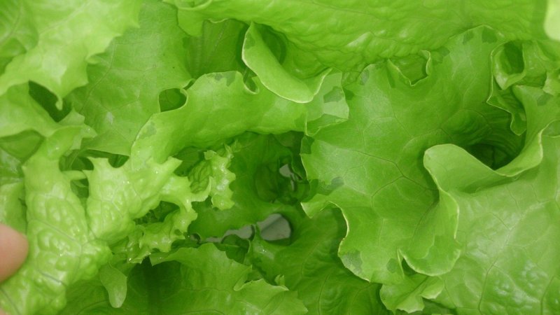 Салат латук