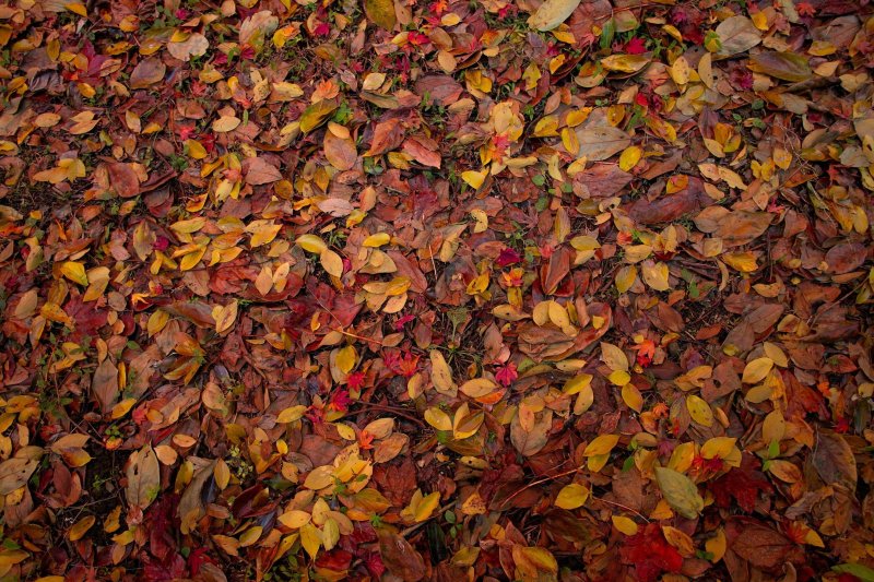 Текстура осенних листьев