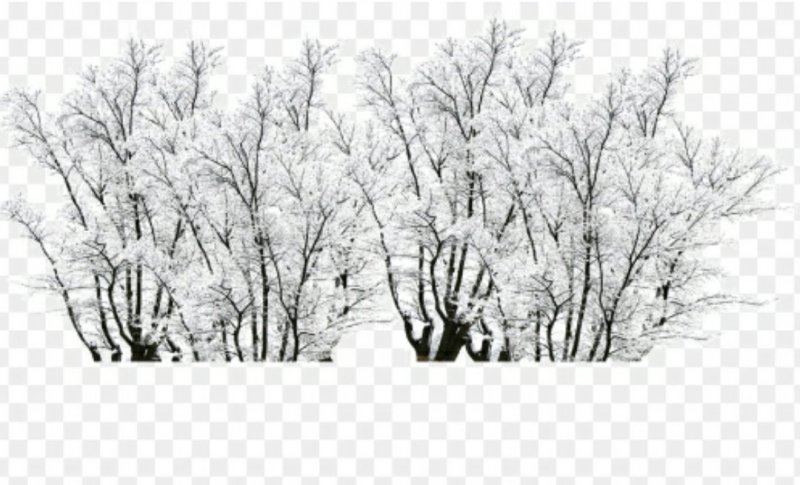 Кусты зимой на белом фоне