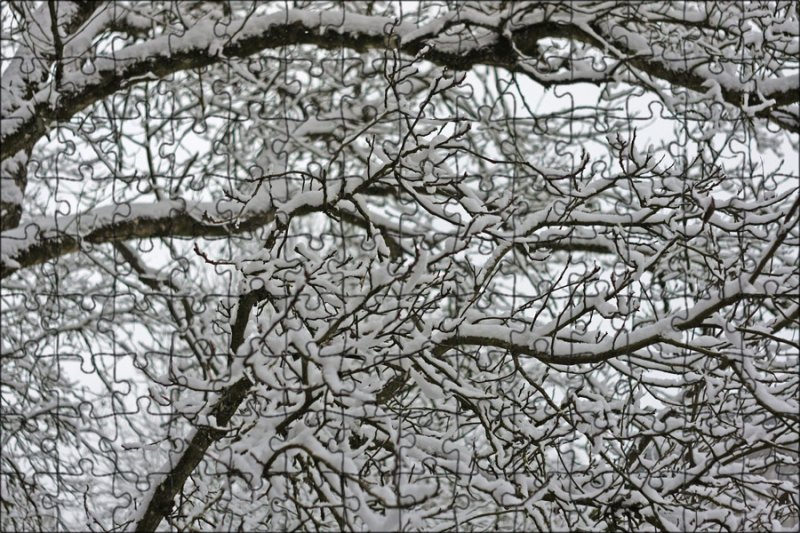 Деревья в снегу