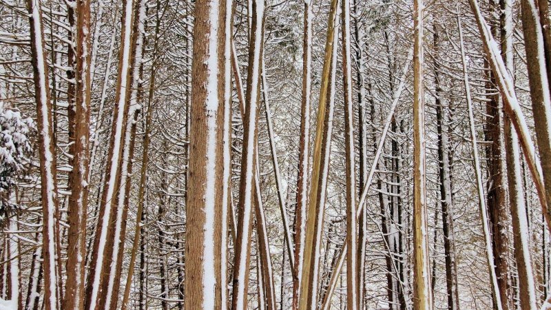 Текстура дерева зимой