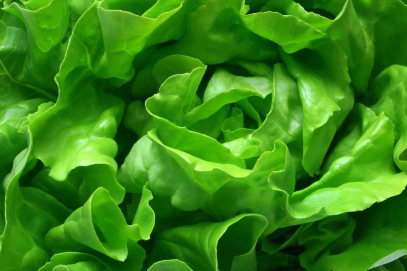 Салат латук обливион