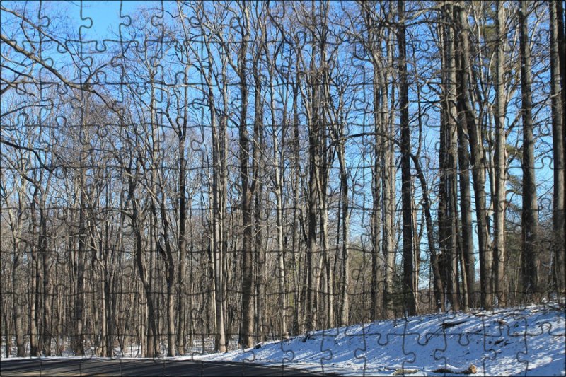 Nature texture Winter Tree