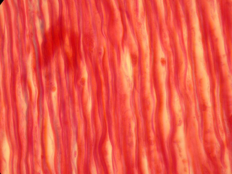 Текстура мышц