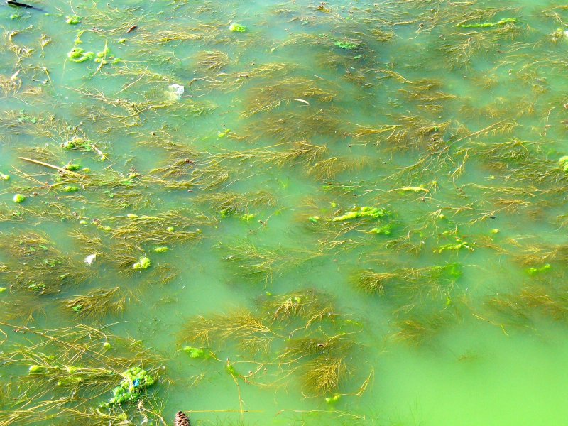 Мутная вода