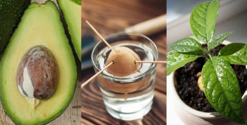 Прорастить косточку авокадо
