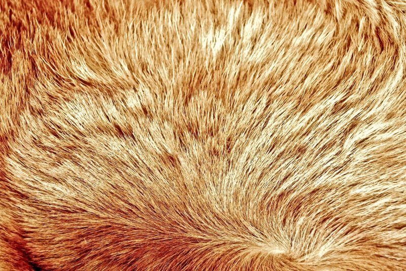 Шерсть животных